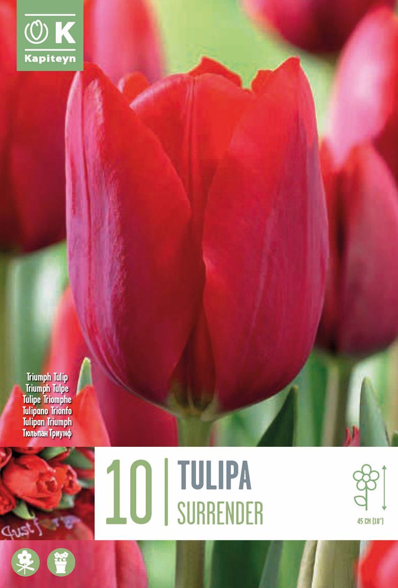 Tulipan 'Surrender' - triumphtulipan - 10 stk