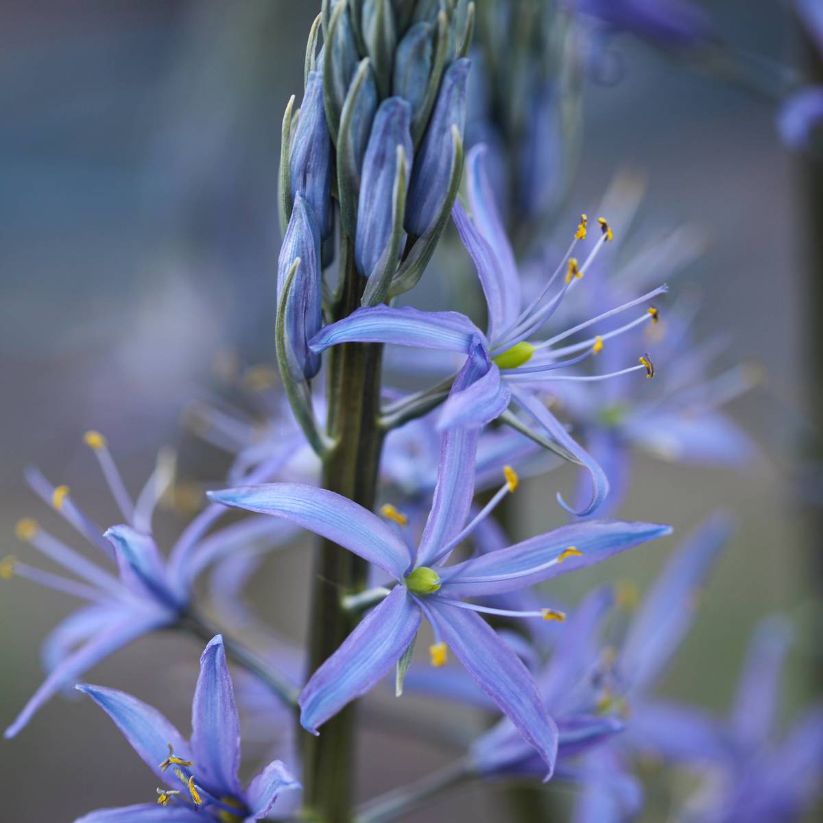 Bjørnestjerne 'Blue Candle’ - Camassia lei. - 1 stk