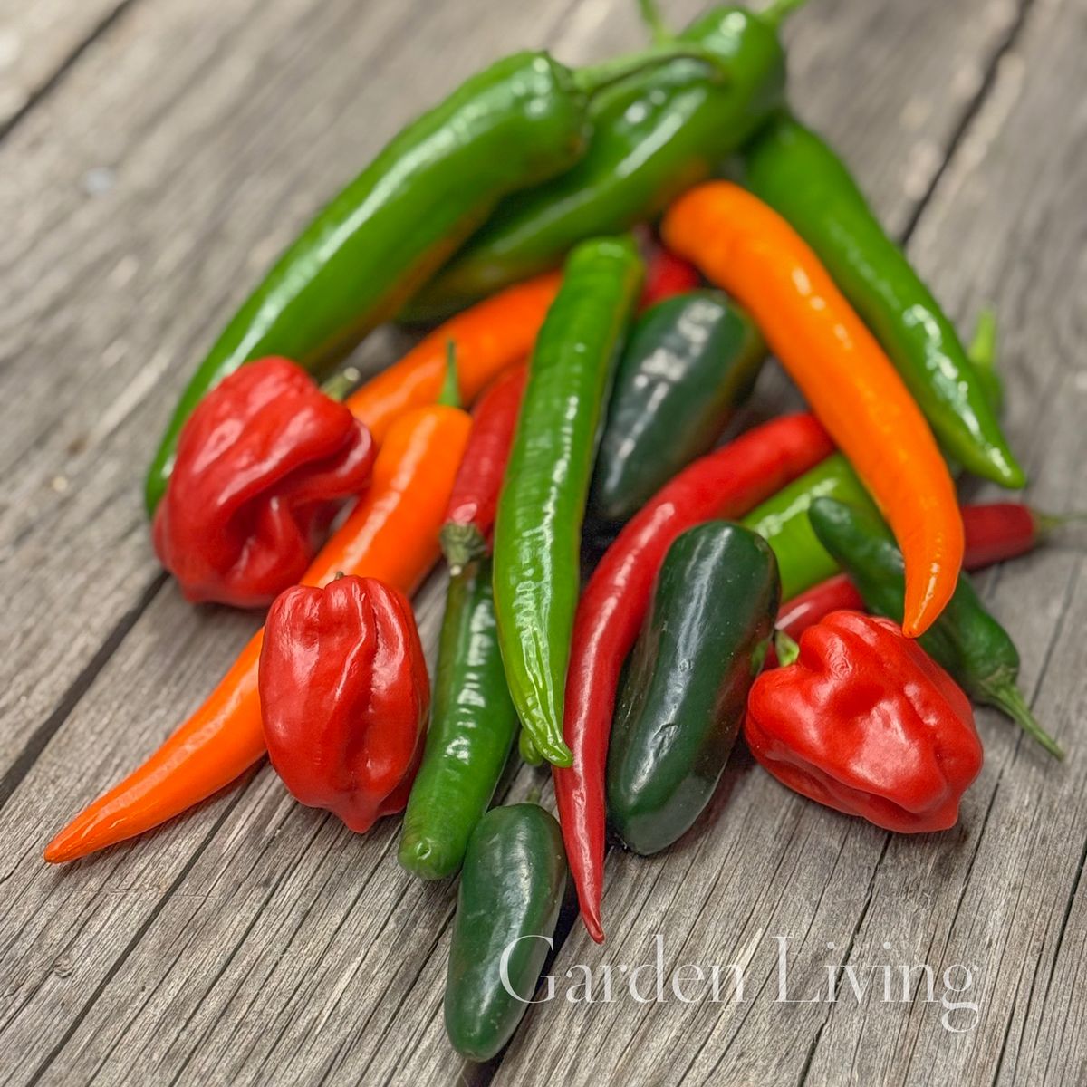 Chilipepper 'Caribbean Blend' - Capsicum annuum