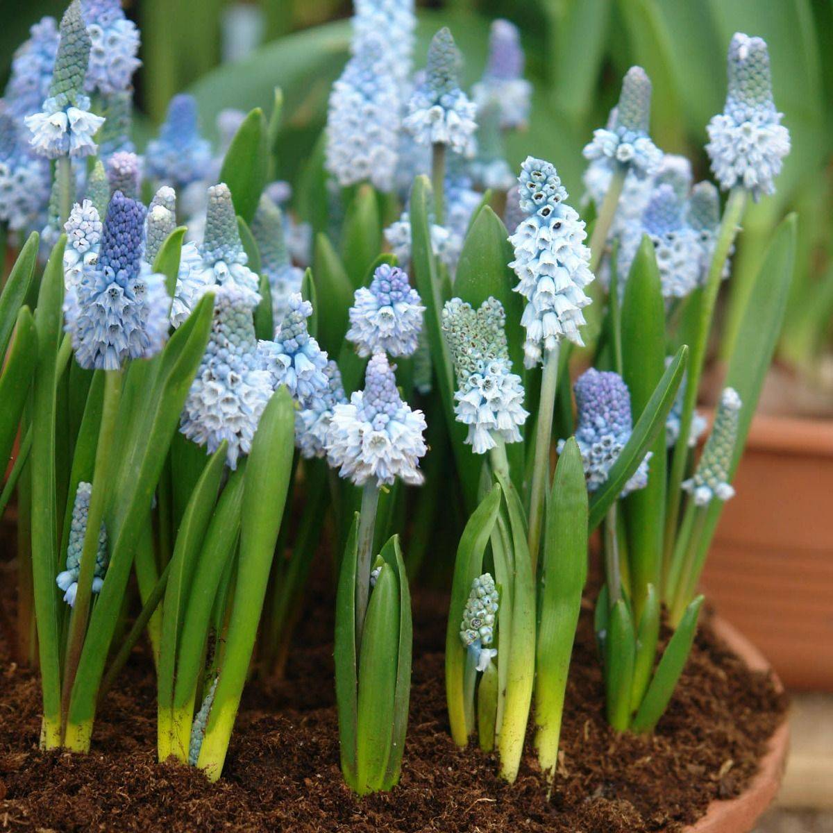Asurperleblomst - Muscari azureum, 10 stk