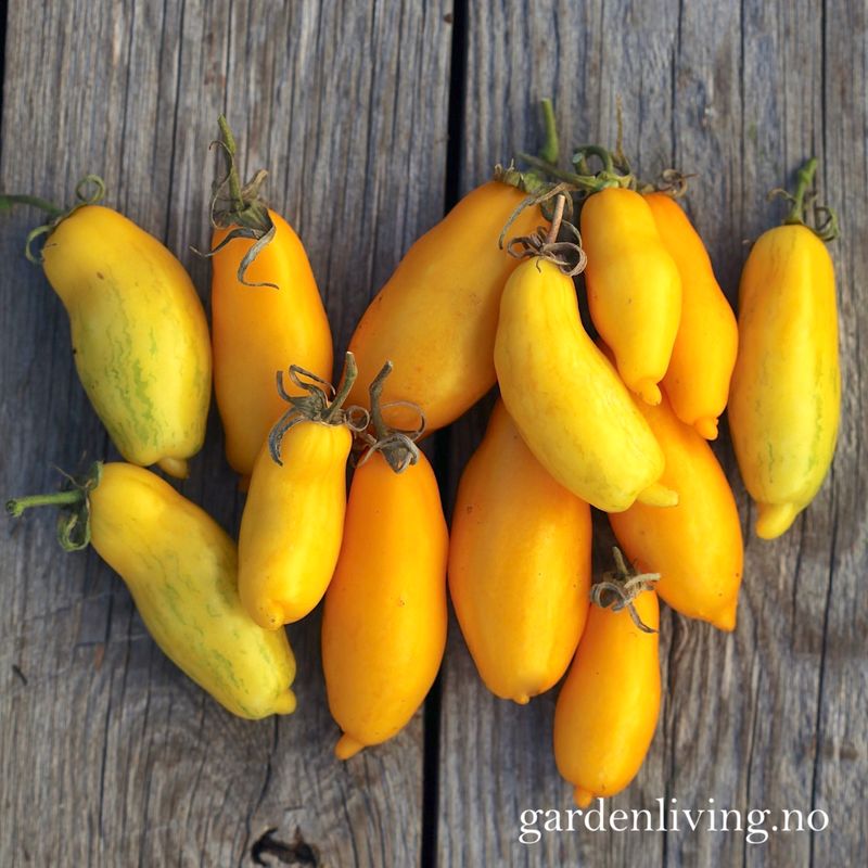 Drivhustomat 'Banana Legs' - Lycopersicon lycopersicum