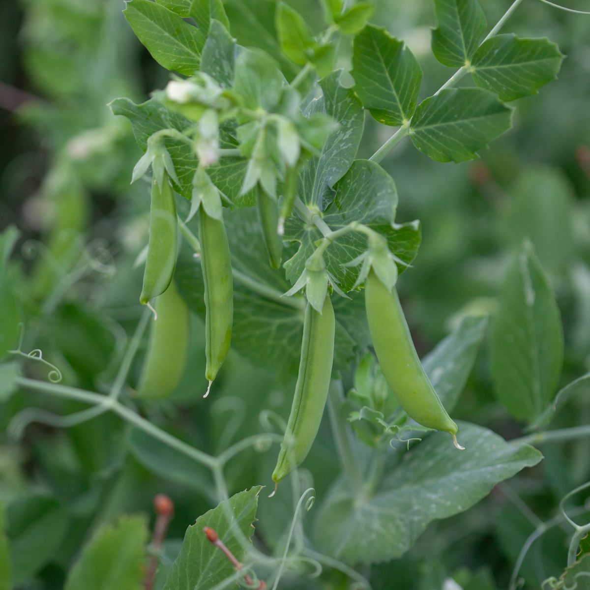 Brytsukkerert 'Sugar Bon' - Pisum sativum