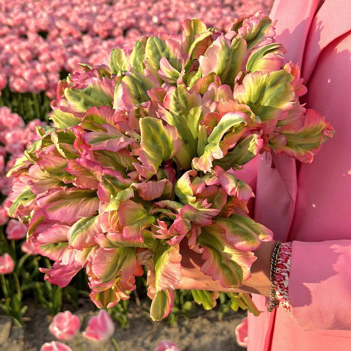 Tulipan 'Green Wave', papegøyeblomstrende - 10 stk