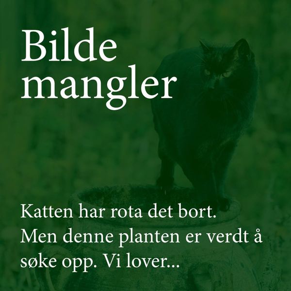 Hovedbilde Bondebønne 'Bunyards Exhibition' - Vicia faba