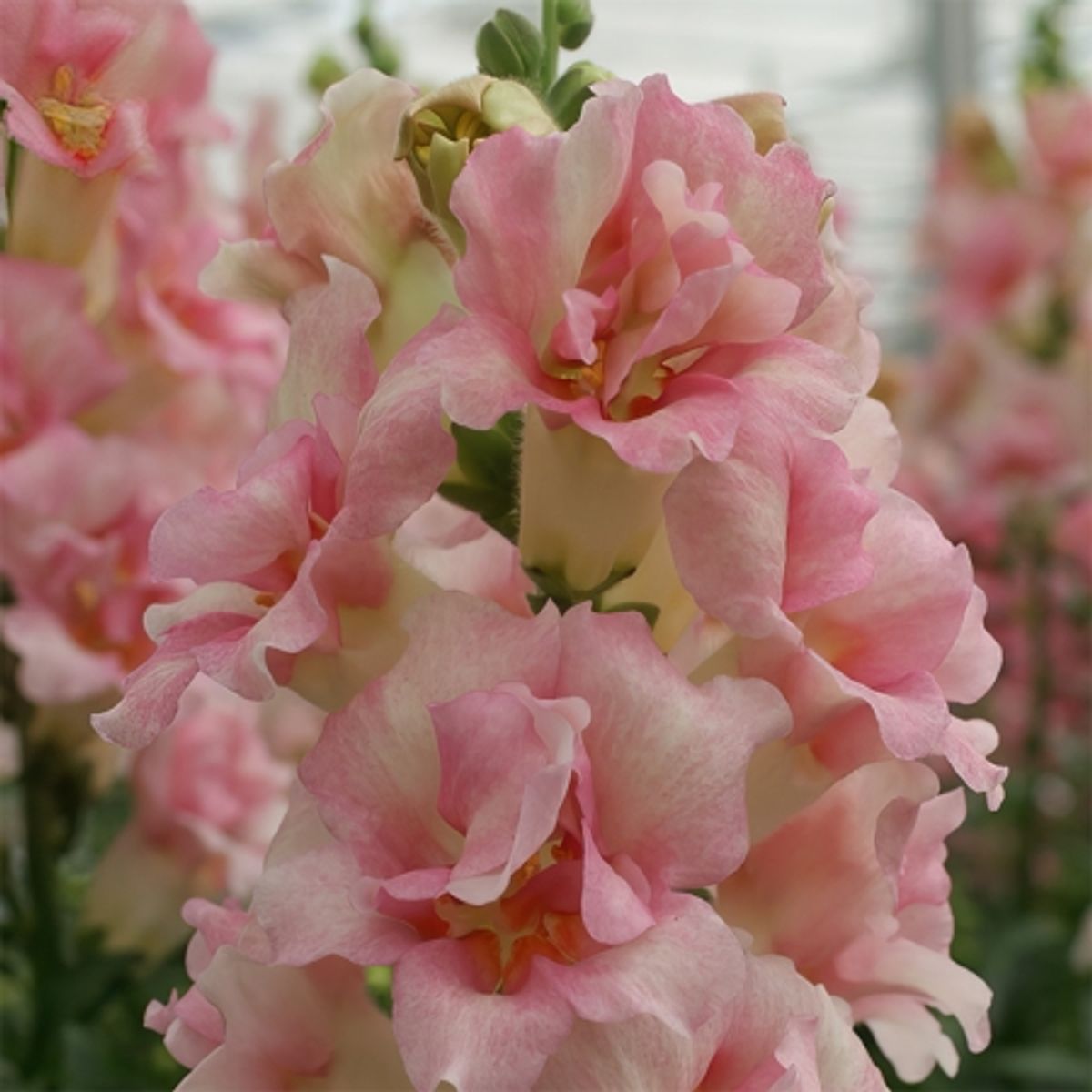 Løvemunn 'DoubleShot™ Appleblossom' F1 - Antirrhinum majus