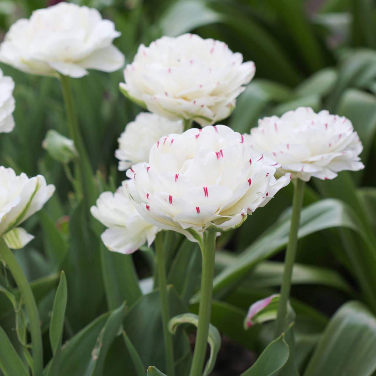Tulipan 'Danceline', sen dobbel - 6 stk