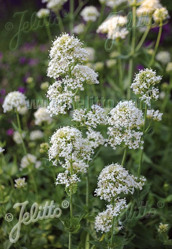 Rød sporeblom 'Albus' - Centranthus ruber