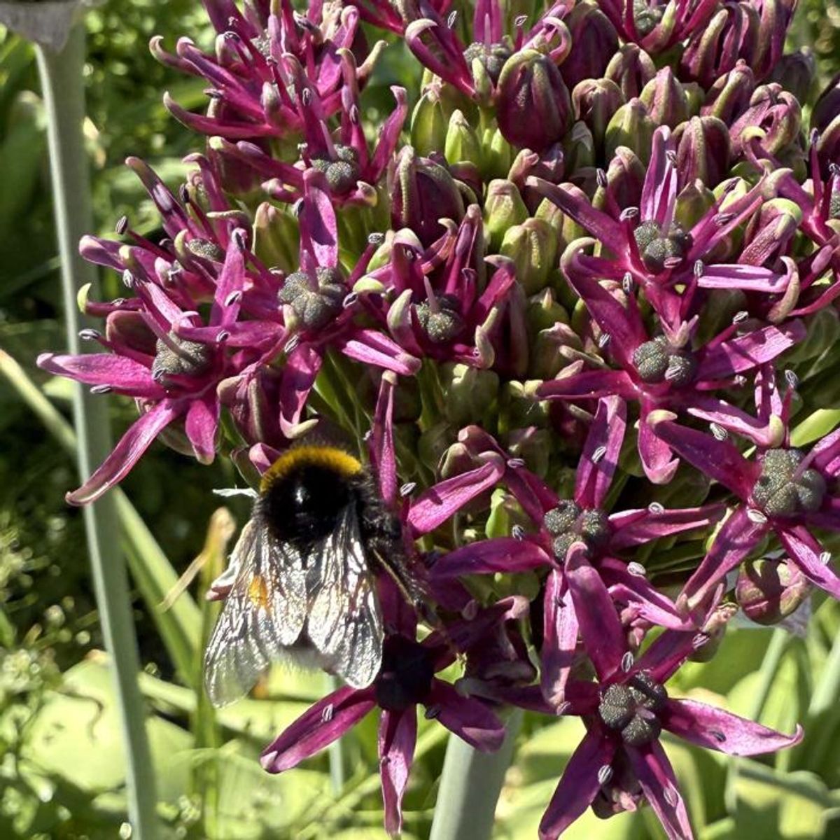 Prydløk 'Magic' - Allium - 10 stk