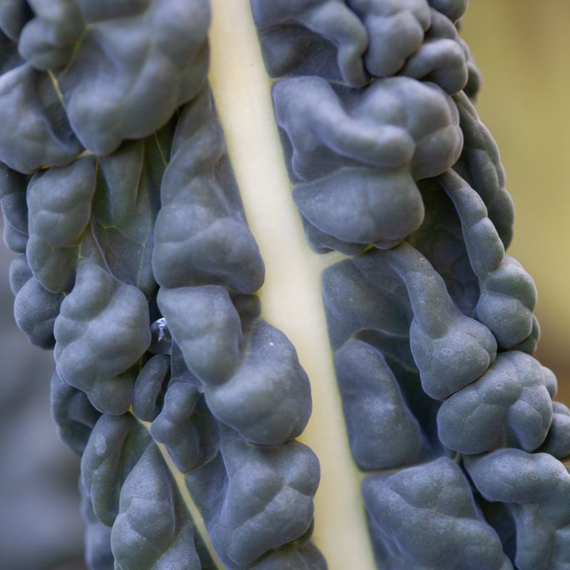 Grønnkål 'Nero di Toscana’ - Brassica oleracea 