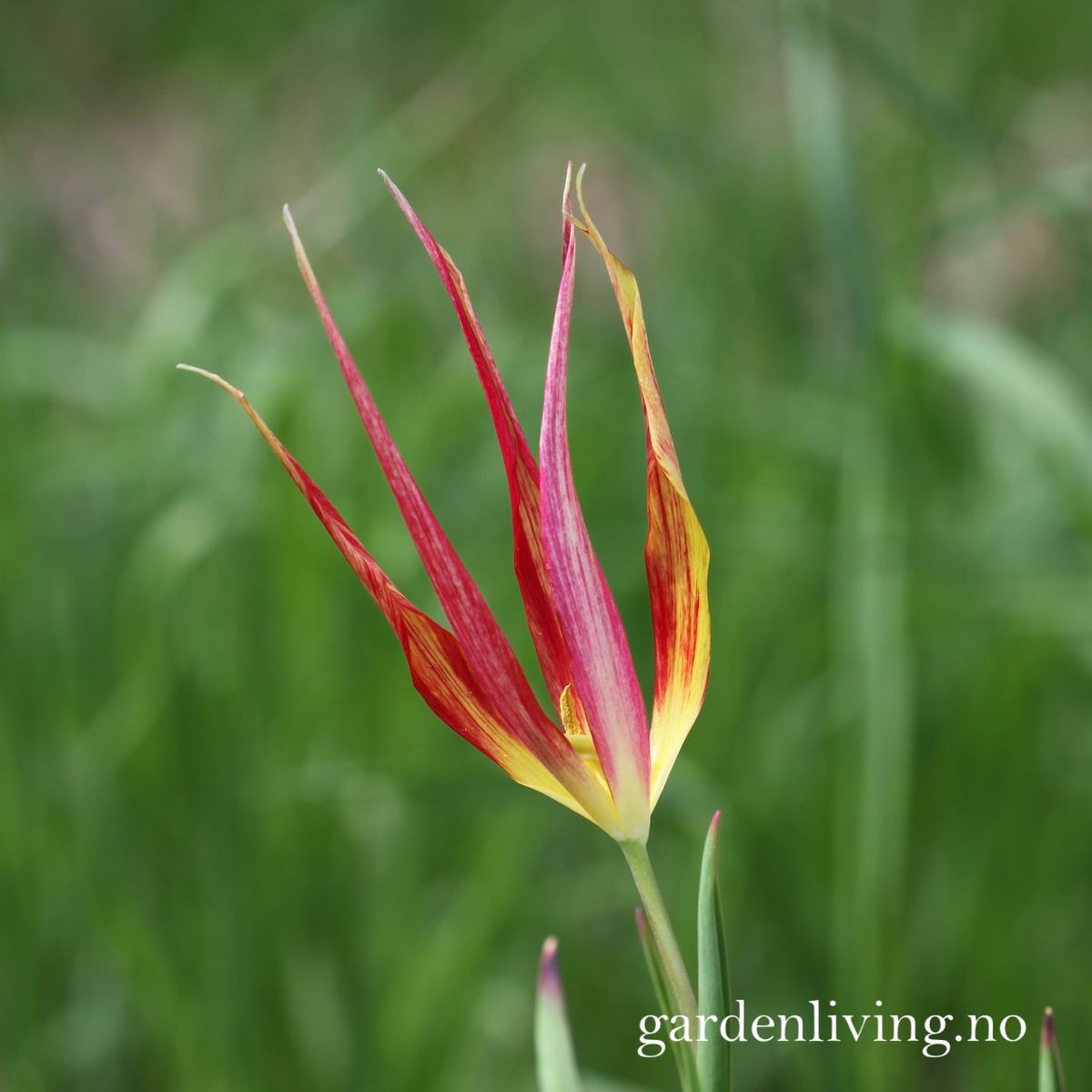 Tulipa acuminata - 1 stk 