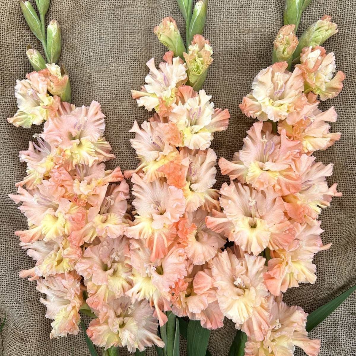 Gladiol 'The Great Queen Elizabeth' - Gladiolus, 10 stk.
