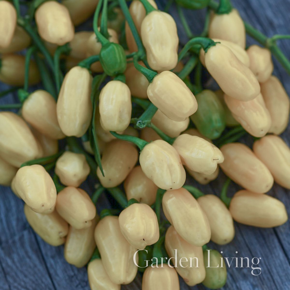 Chilipepper 'Habanero White' - Capsicum chinensis