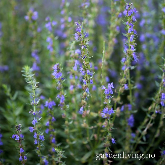 Hovedbilde Isop 'Caeruleus' - Hyssopus officinalis