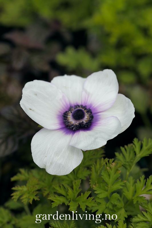 Kronsymre 'Mistral Plus Bicolour Viola' - Anemone coronaria, 10 