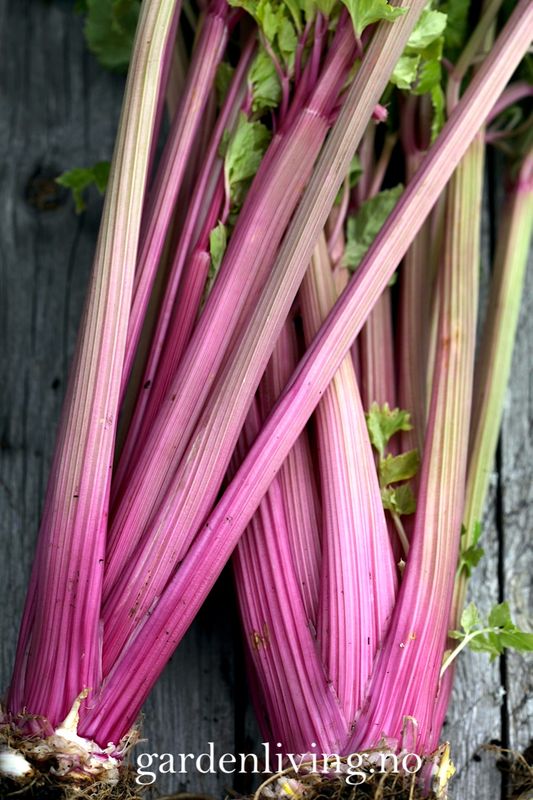 Stilkselleri 'Blush' - Apium graveolens