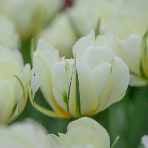 Hovedbilde Tulipan 'White Valley’, Fosterianahybrid - 7 stk
