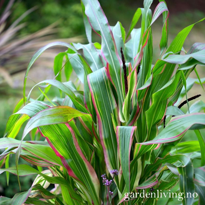 Prydmais 'Japonica Variegata' - Zea mays var. japonica