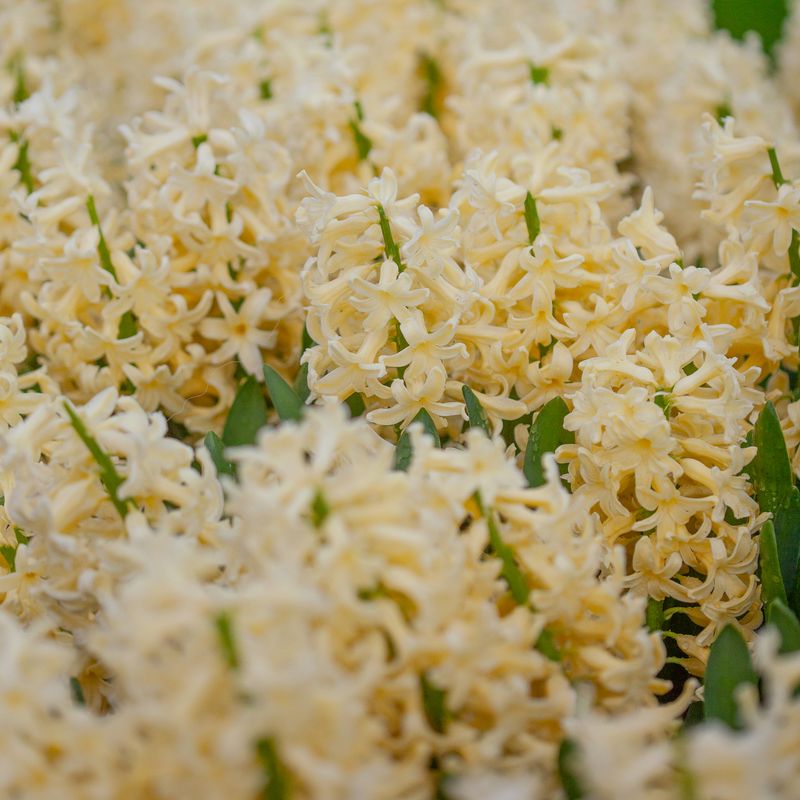 Svibel 'Yellowstone' - Hyacinthus - 5 stk