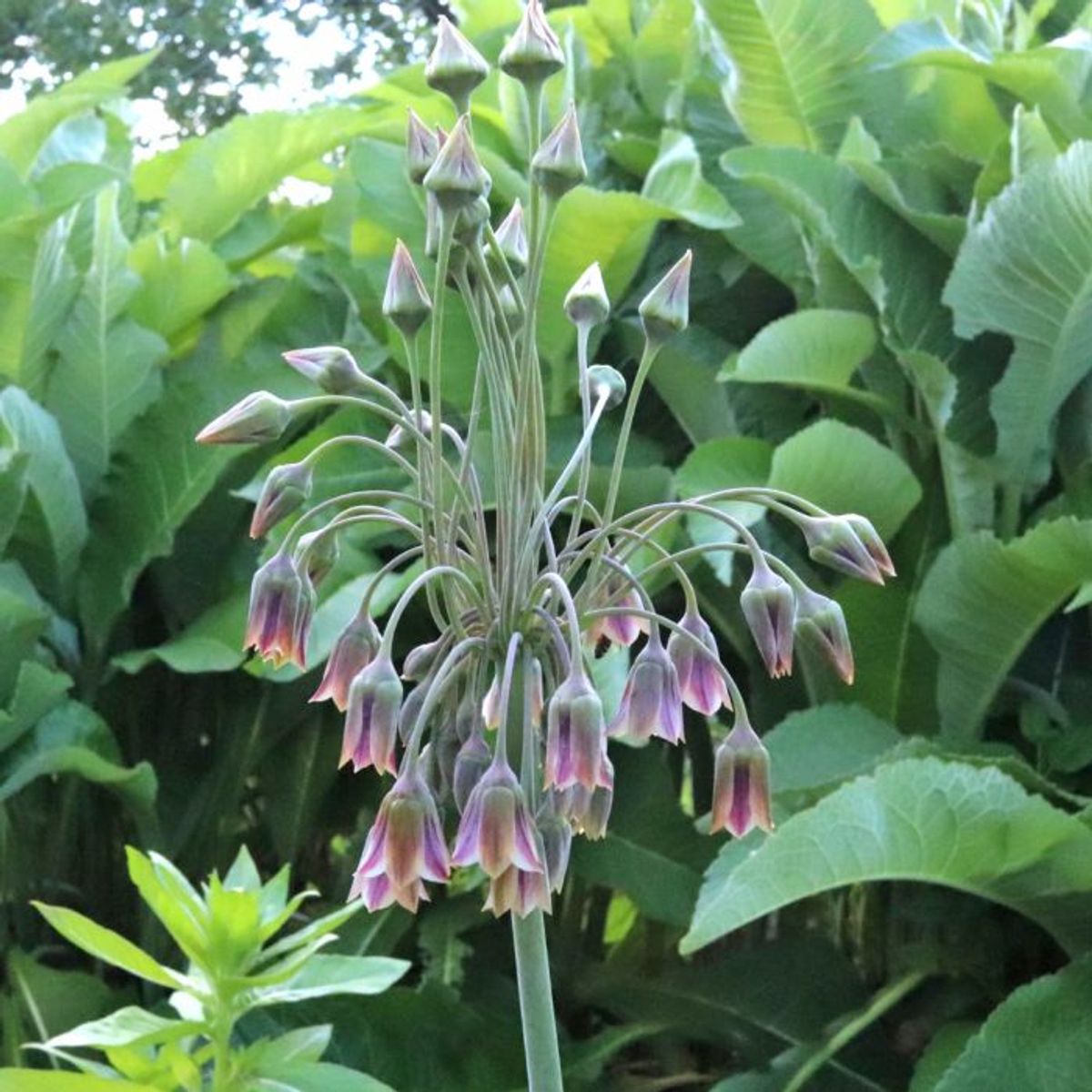 Honningløk - Allium siculum subsp. dioscoridis - 10 stk