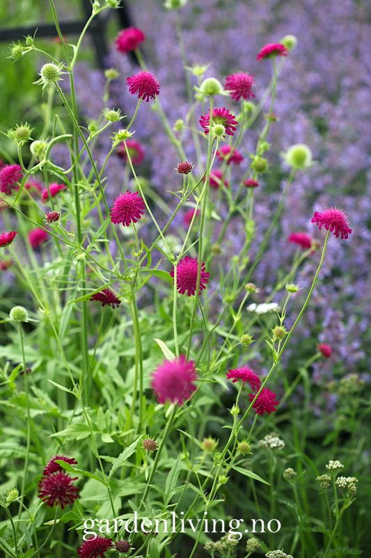 Makedoniarødknapp 'Red Knight' - Knautia macedonica 