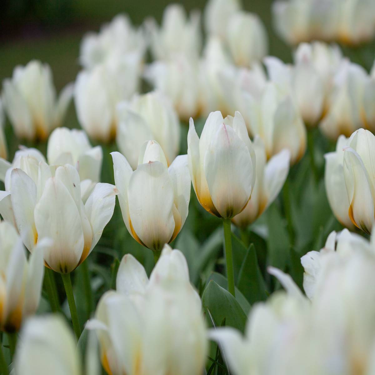 Tulipan 'Concerto', fosterianahybrid - 10 stk