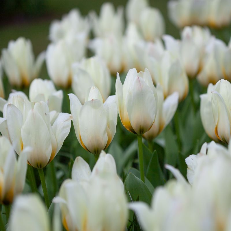 Tulipan 'Concerto', fosterianahybrid - 10 stk
