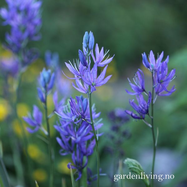 Hovedbilde Bjørnestjerne 'Orion’ -  Camassia quamash - 10 stk