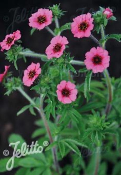 Hovedbilde Nepalmure 'Miss Willmott’ - Potentilla nepalensis