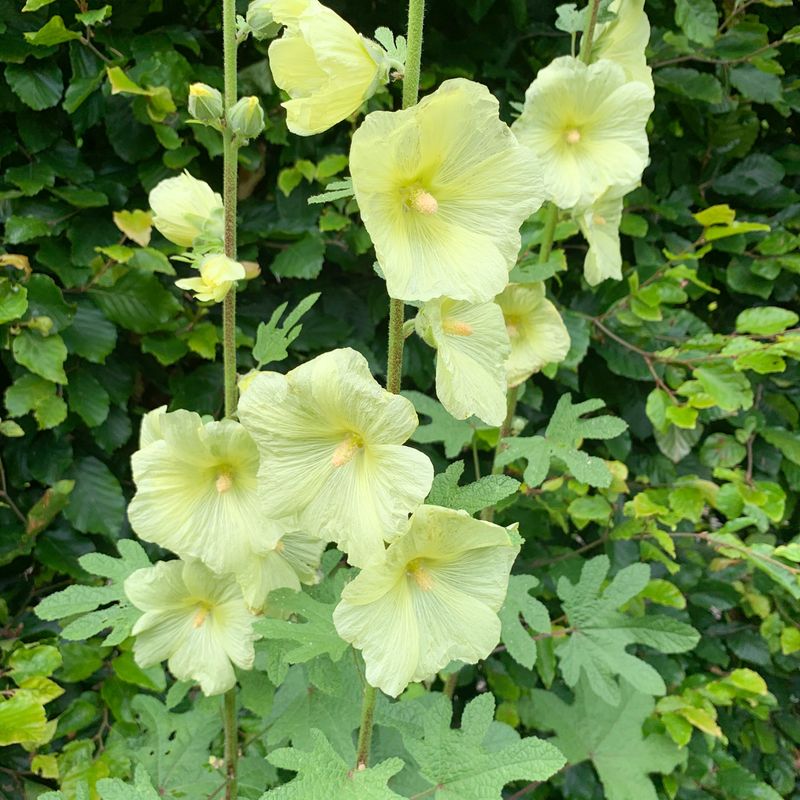 Russisk stokkrose - Alcea rugosa 