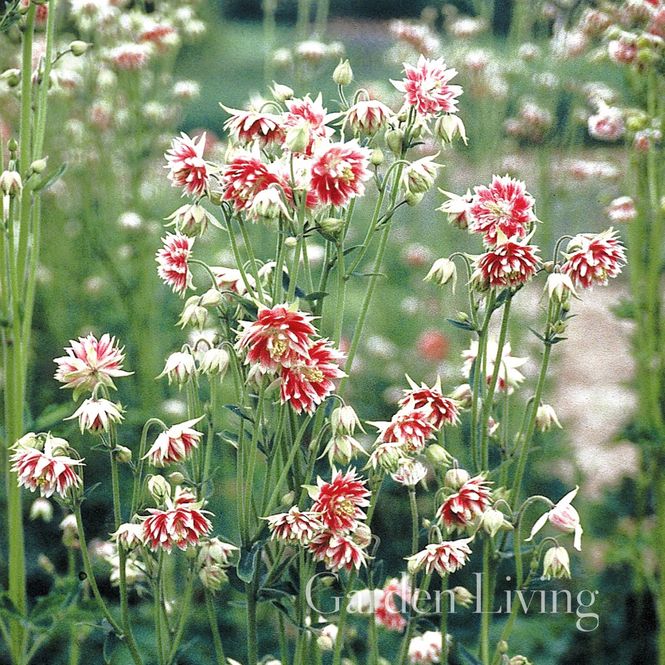Hovedbilde Akeleie 'Nora Barlow’ - Aquilegia vulgaris 