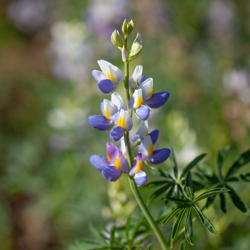 Lupin 'Blue Javelin' - ettårig - Lupinus cruickshankii
