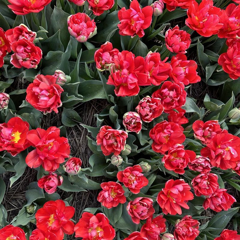 Tulipan 'Double Twist', tidlig dobbel - 10 stk