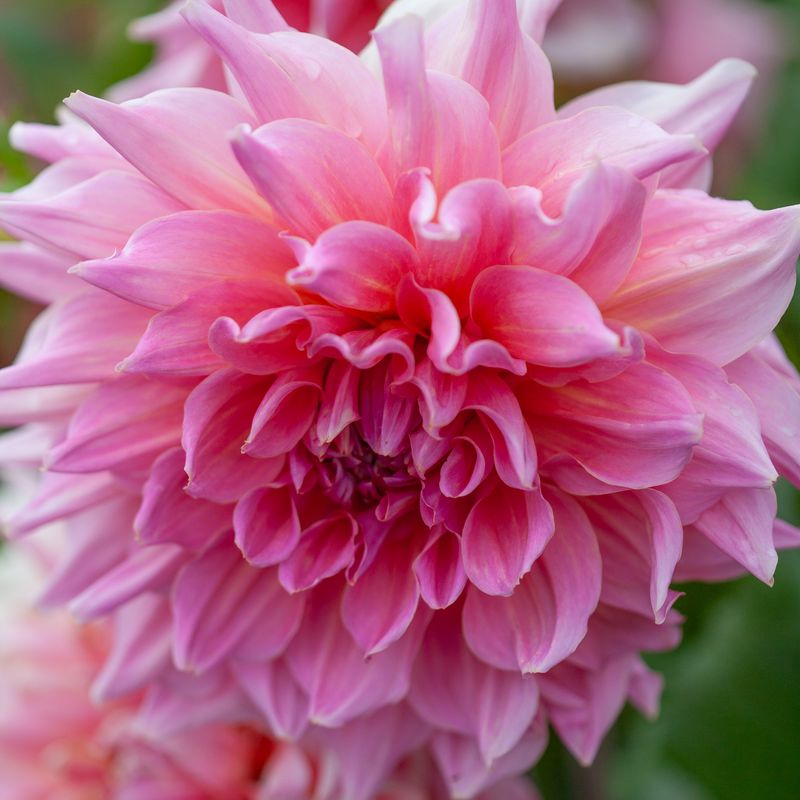 Georgine 'Otto's Thrill' - Dahlia x cultorum, 1 stk.