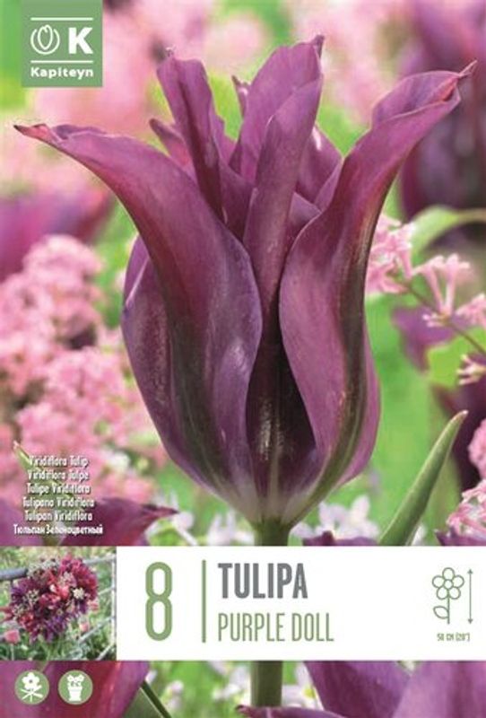 Tulipan 'Purple Doll', viridifloragruppen - 8 stk