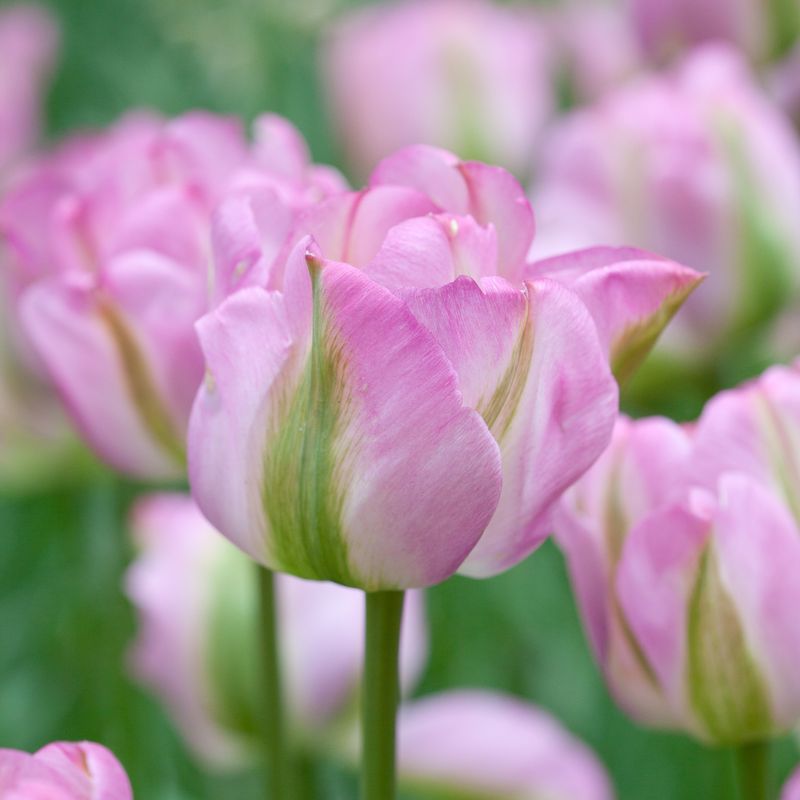Tulipan 'Groenland', viridifloragruppen - 8 stk