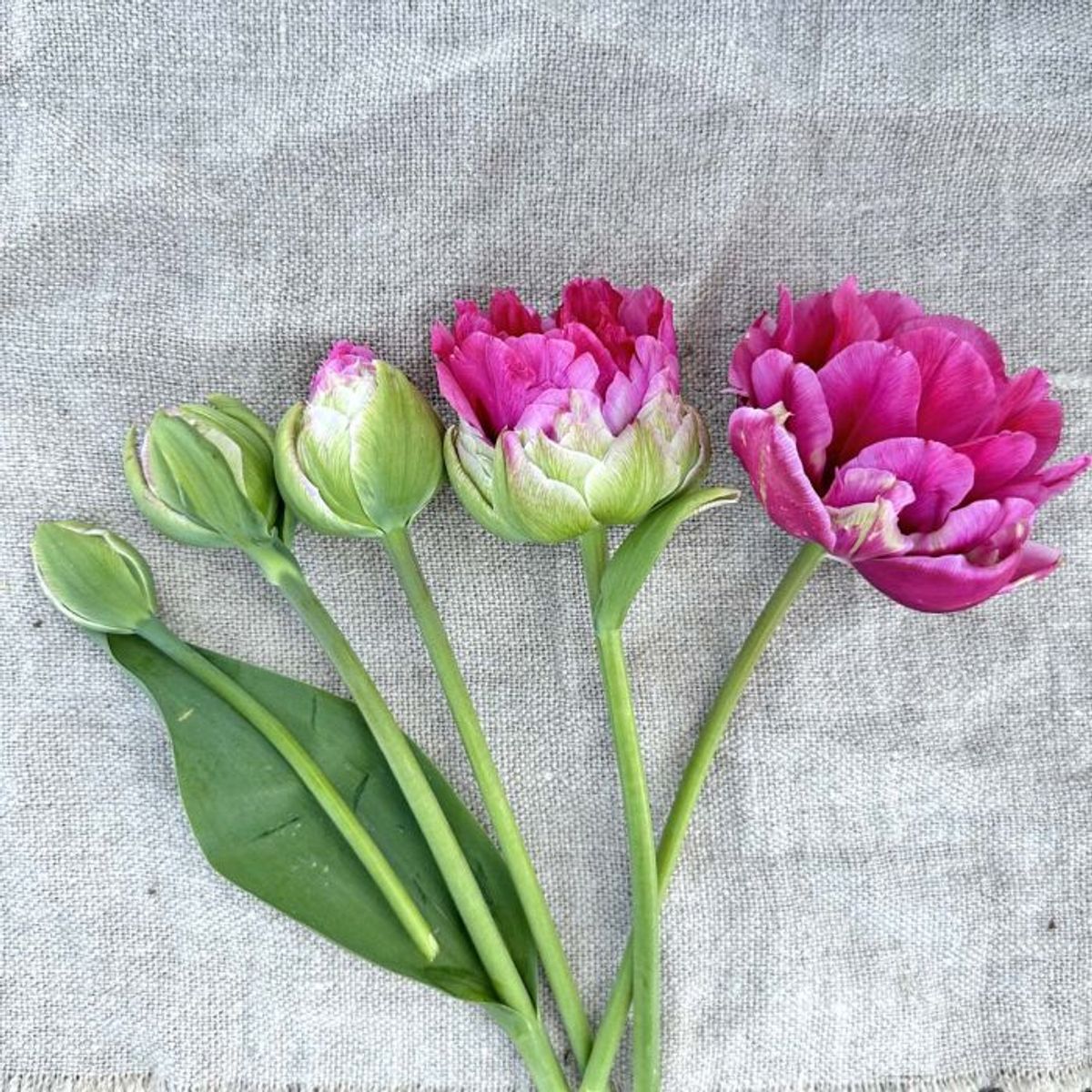Tulipan 'Wicked in Pink', sen dobbel - 10 stk