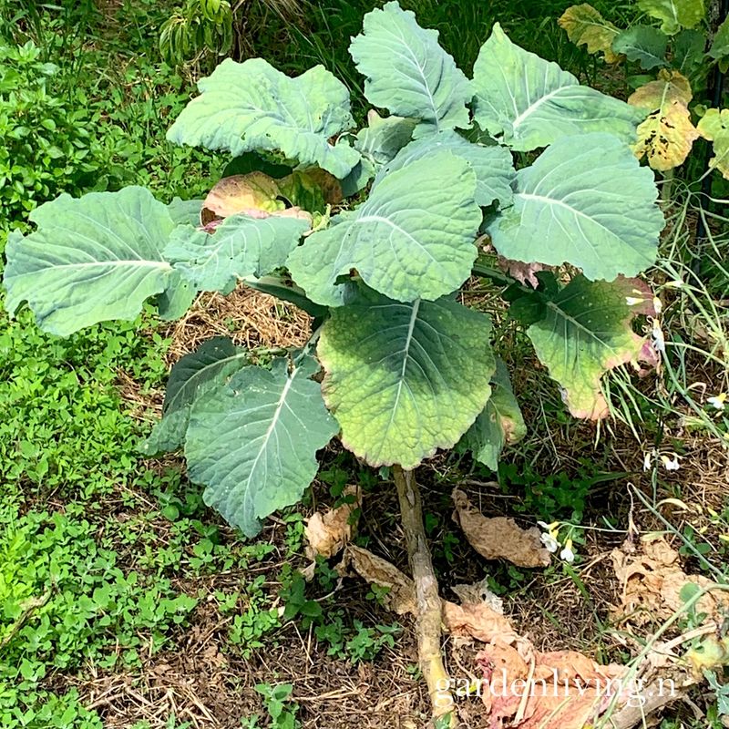 Portugisisk grønnkål / Walking Stick Cabbage 'Couve galega' - Brassica oleracea