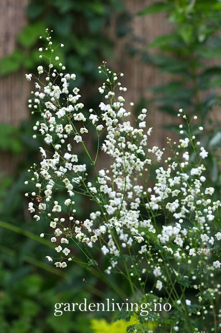 Hovedbilde Frøstjerne 'Splendide White' - Thalictrum