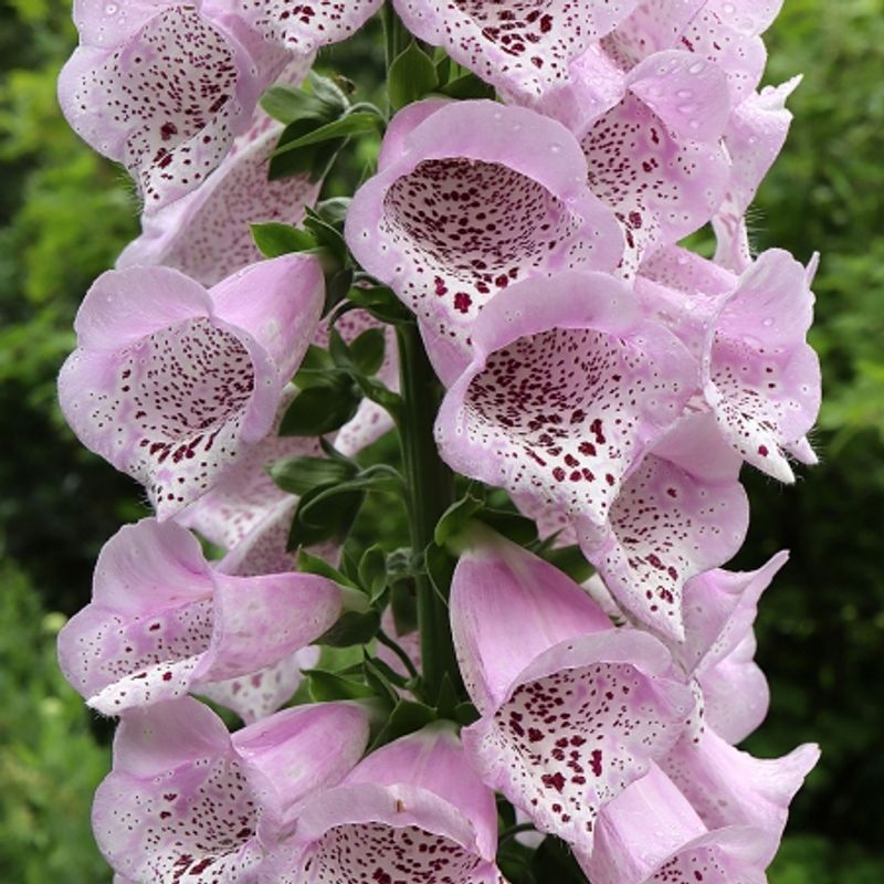 Revebjelle 'Camelot Lavender’ - Digitalis purpurea