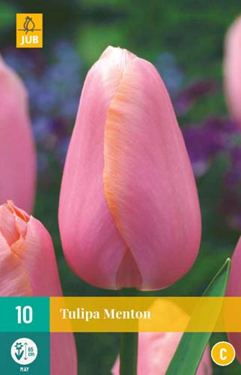 Tulipan 'Menton' - enkel, sen,  7 stk