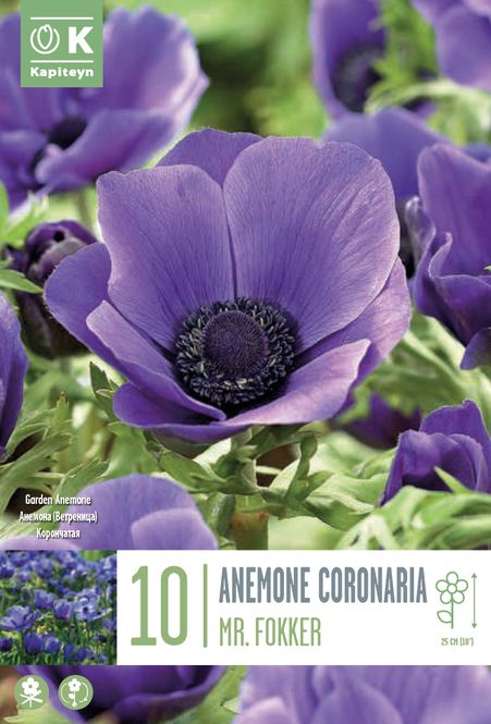 Hovedbilde Kronsymre 'Mr Fokker' - Anemone coronaria, 10 stk