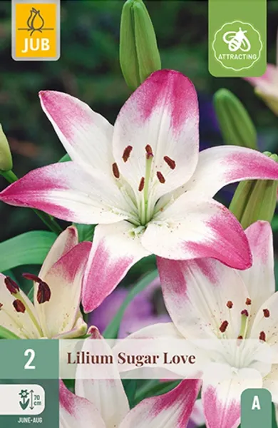 Hovedbilde Asiatisk lilje 'Sugar Love' - Lilium, 2 stk.
