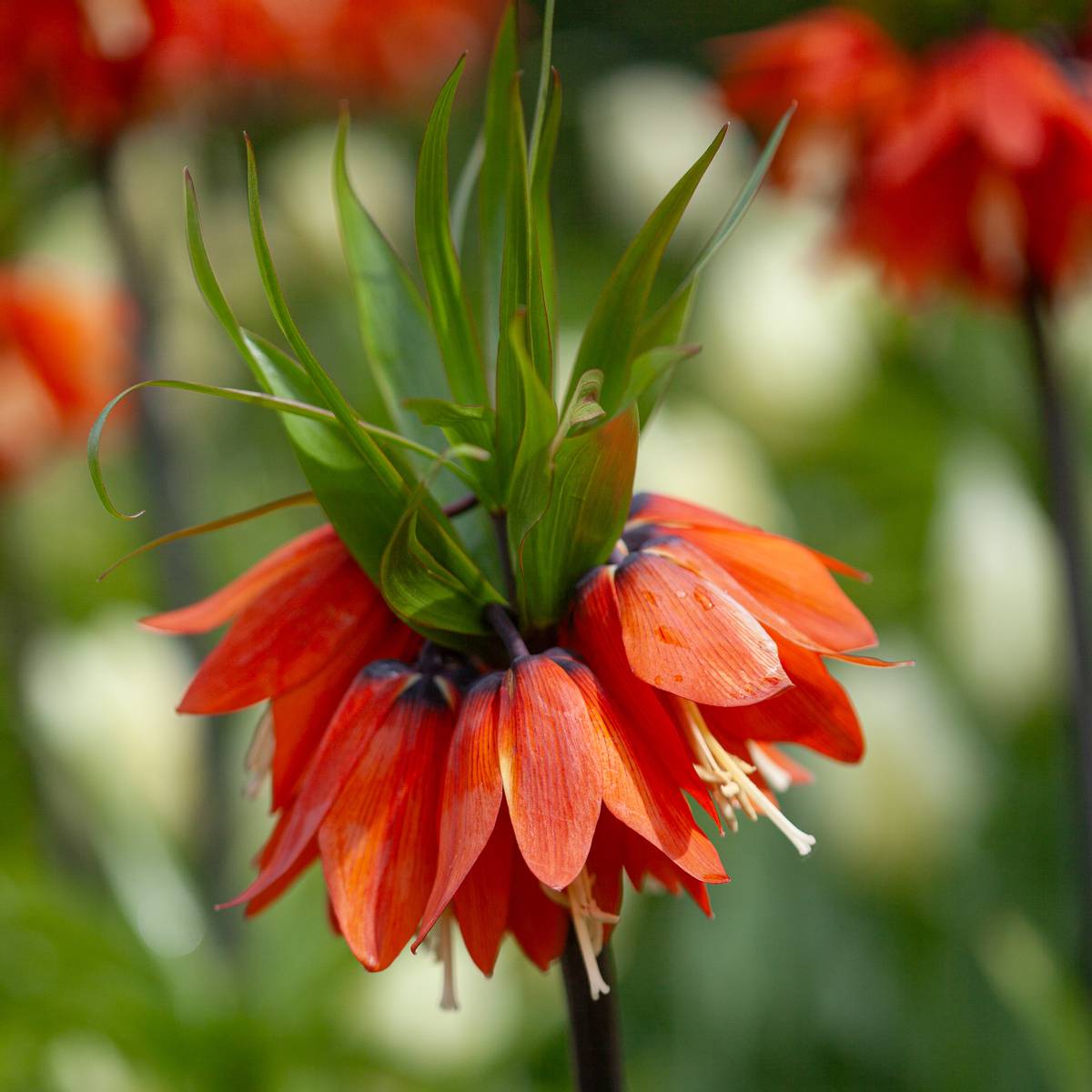Keiserkrone 'Aurora' - Fritillaria imperialis - 1 stk