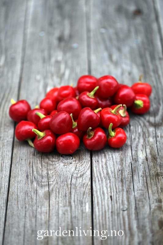 Chilipepper 'Ciliegia Piccante'  - Capsicum annuum