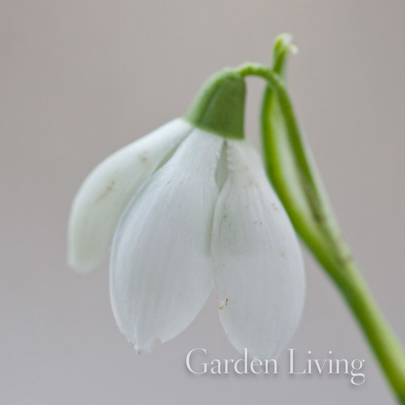 Snøklokke 'Hill Poe' - Galanthus - 1 stk