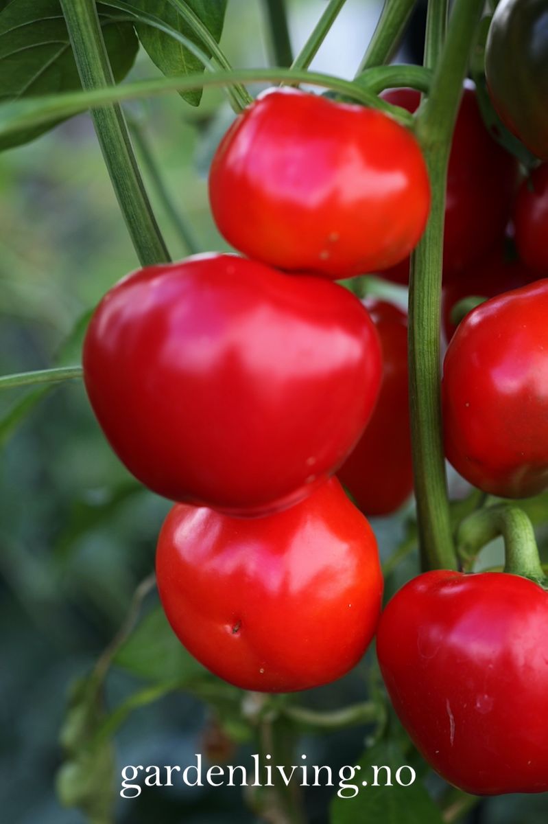 Paprika 'Topepo Rosso' - Capsicum annuum