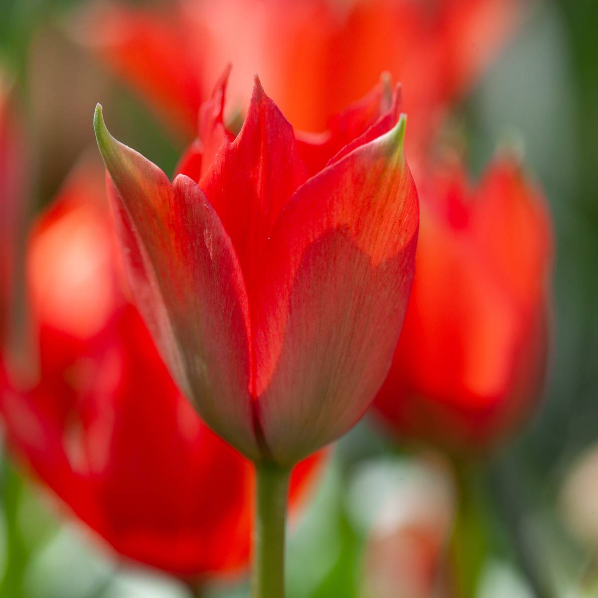 Lintulipan - Tulipa linifolia - 10 stk