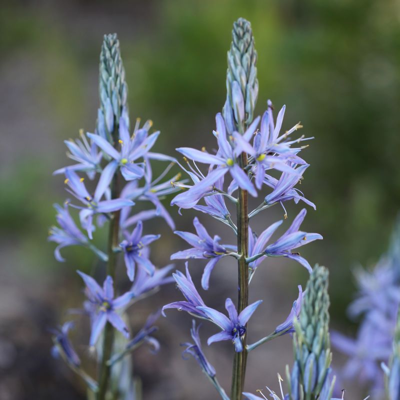 Bjørnestjerne 'Blue Candle’ - Camassia lei. - 1 stk