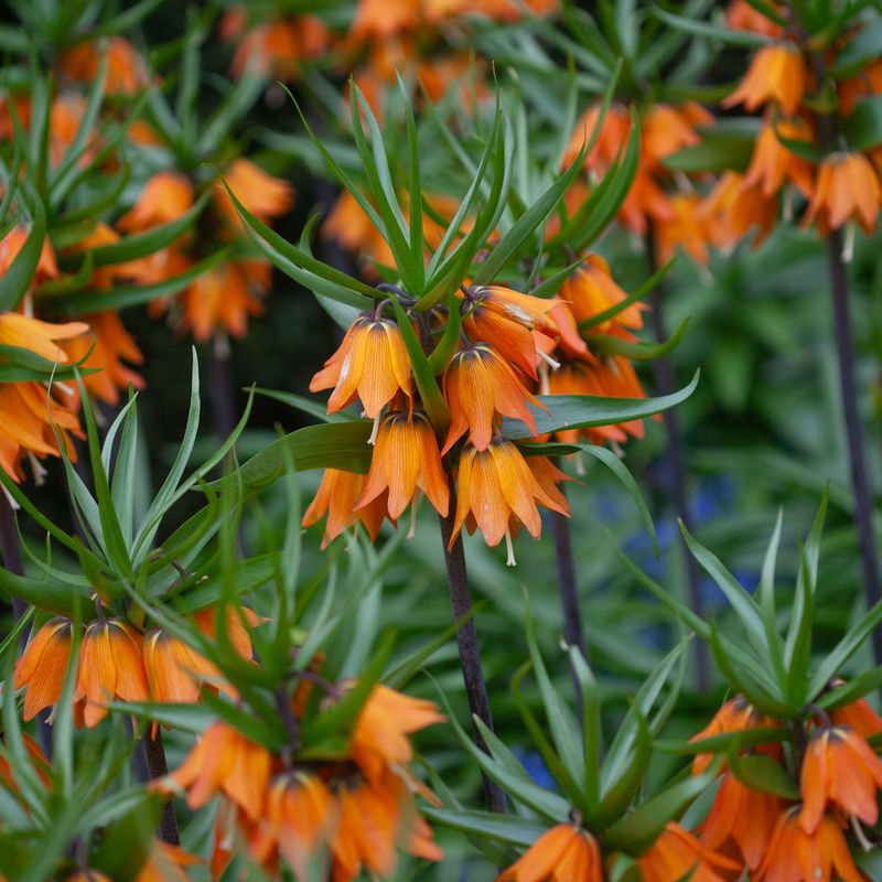 Keiserkrone 'Sunset’ - Fritillaria imperialis - 1 st