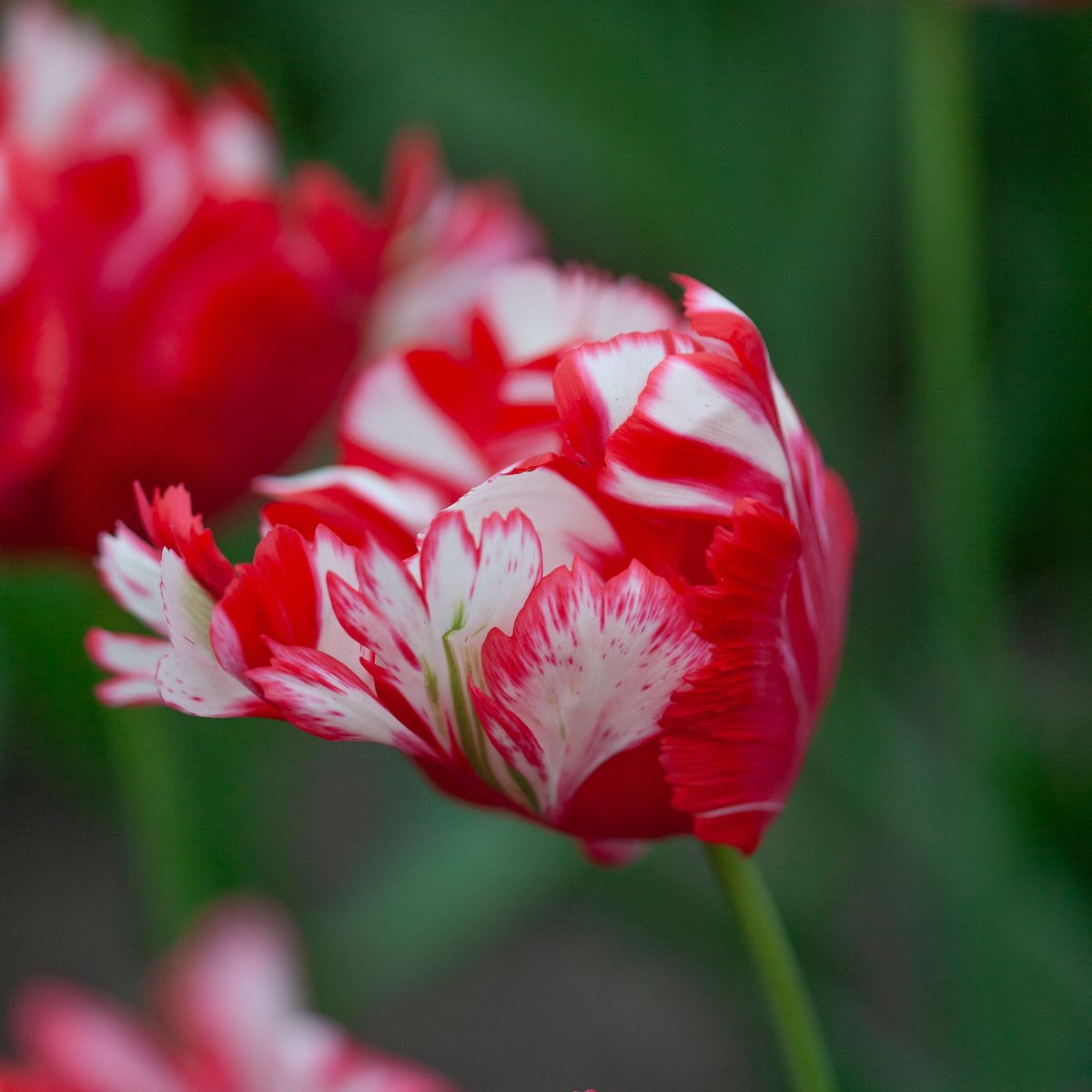 Tulipan 'Estella Rijnveld', papegøyeblomstrende - 7 stk